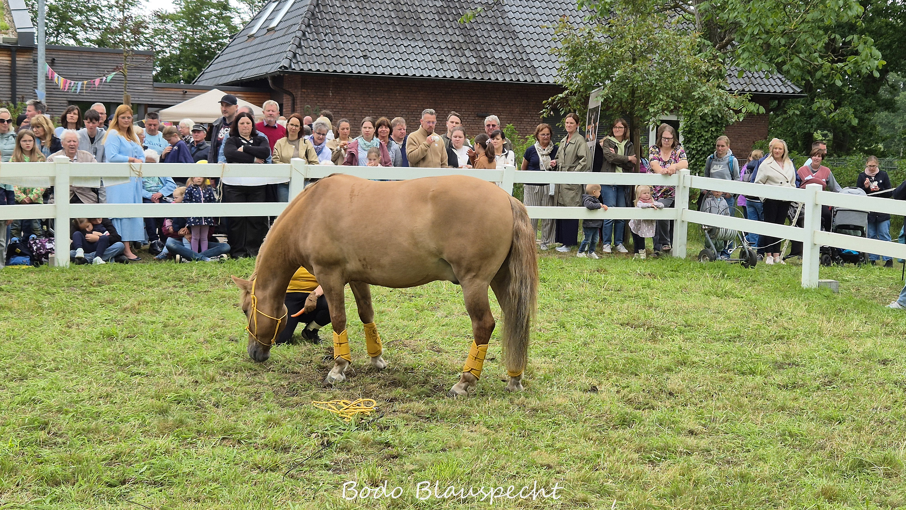 Konik   Samson  Steveraue 2026.06.07 15.45 04 WEB